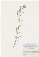 藏品(瞿麥)的圖片